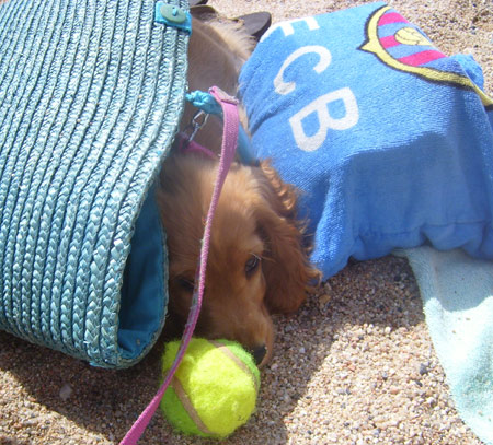 Dog days in Barcelona